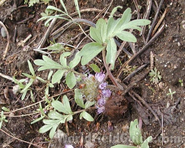 Habitat<br>(Location of Picture: Okanogan, Washington, USA)