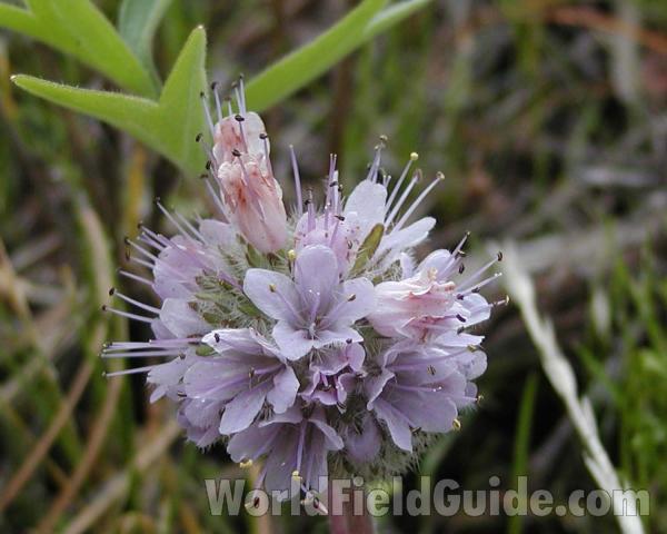 Flower Head<br>(Location of Picture: Okanogan, Washington, USA)