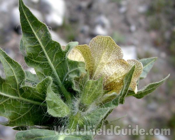 Flower - Back View<br>(Location of Picture: Blue Lake, Washington, USA)