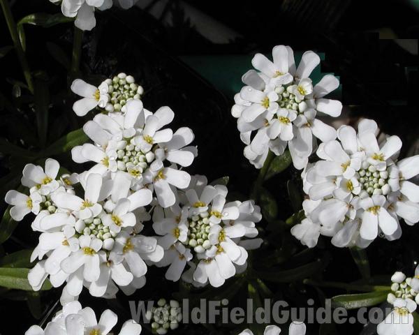 Flowers<br>(Location of Picture: Manito Garden, Washington, USA)