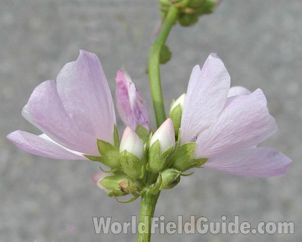 Flower - Sdie View<br>(Location of Picture: Salmon Creek, Washington, USA)