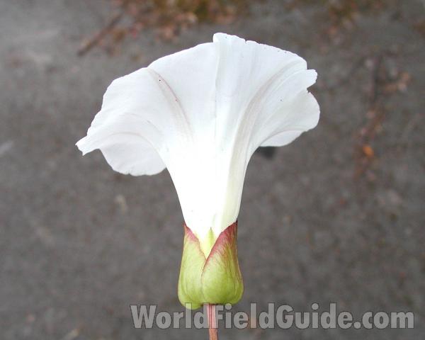 Flower - Side View<br>(Location of Picture: Garden, Seattle, Washington, USA)