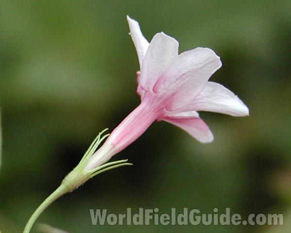 Flower - Side View<br>(Location of Picture: Manito Garden, Washington, USA)