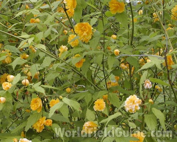 Top Of Plant<br>(Location of Picture: Manito Garden, Washington, USA)