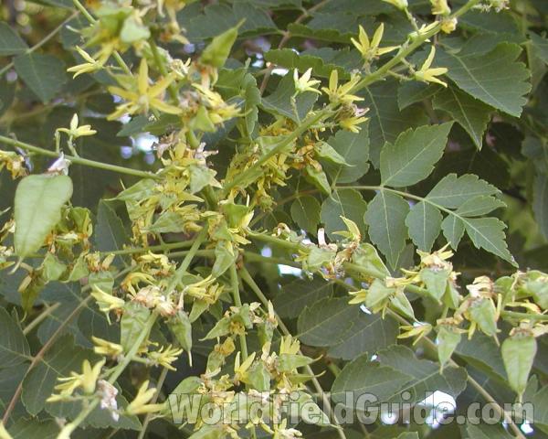 Flowers and Leaves<br>(Location of Picture: Garden, Okanogan, Washington, USA)
