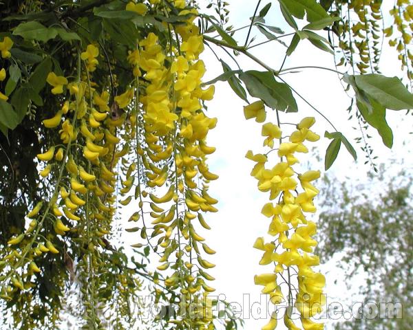 Flower Racemes<br>(Location of Picture: Manito Garden, Washington, USA)