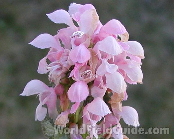 Raceme<br>(Location of Picture: Manito Garden, Washington, USA)