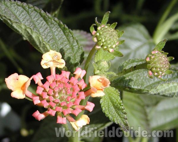 Bud<br>(Location of Picture: Manito Garden, Washington, USA, 03)