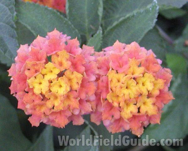 Flowers<br>(Location of Picture: Manito Garden, Washington, USA, 03)