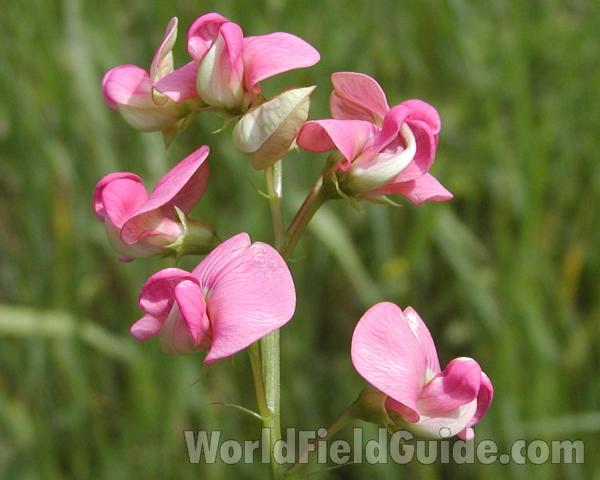 Flowers<br>(Location of Picture: Okanogan, Washington, USA)