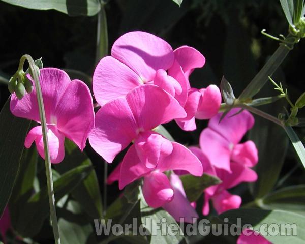 Flowers in  Fall<br>(Location of Picture: Okanogan, Washington, USA)