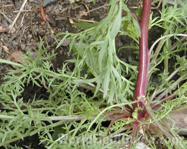 Basal Rosette<br>(Location of Picture: Okanogan, Washington, USA)
