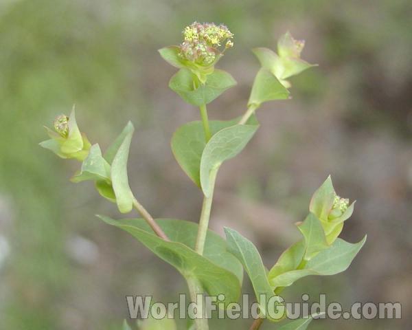 Top Of Plant<br>(Location of Picture: Okanogan, Washington, USA)