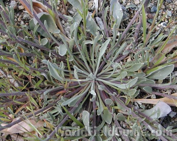 Basal Rosette<br>(Location of Picture: Okanogan, Washington, USA)