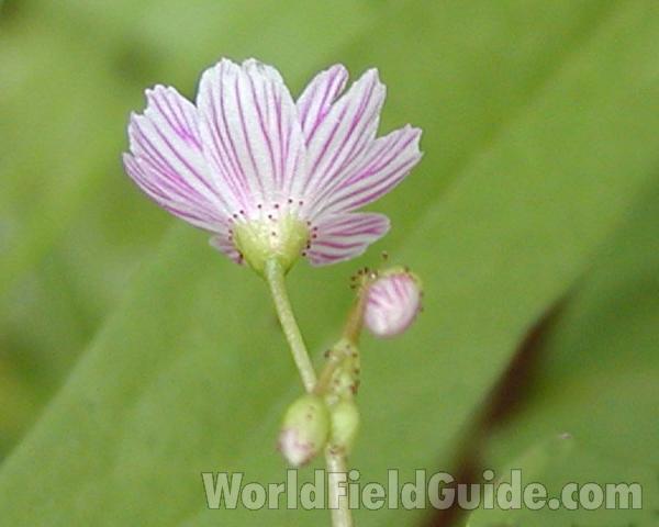 Flower - Back View<br>(Location of Picture: Cascades, Washington, USA)
