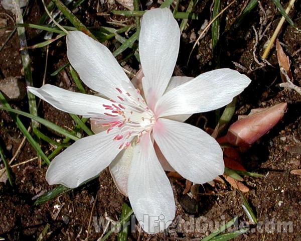 Flower - Close View<br>(Location of Picture: Neville, Washington, USA, 2003)
