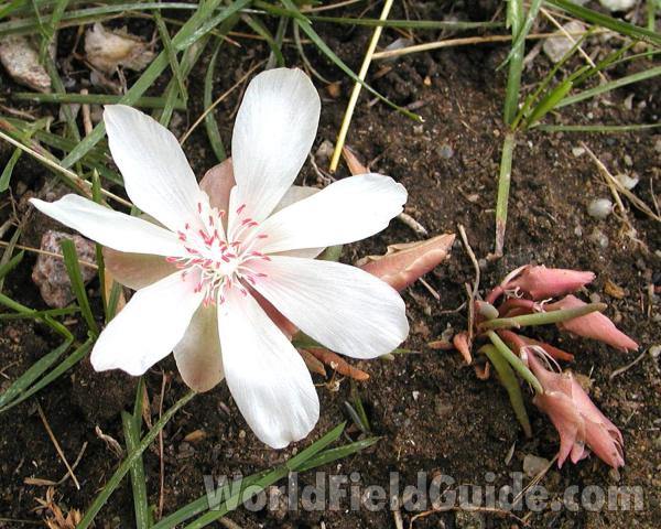 Flower<br>(Location of Picture: Neville, Washington, USA, 2003)