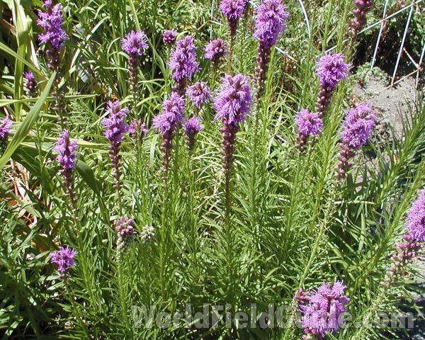 Top Of Plant<br>(Location of Picture: Garden, Okanogan, Washington, USA)