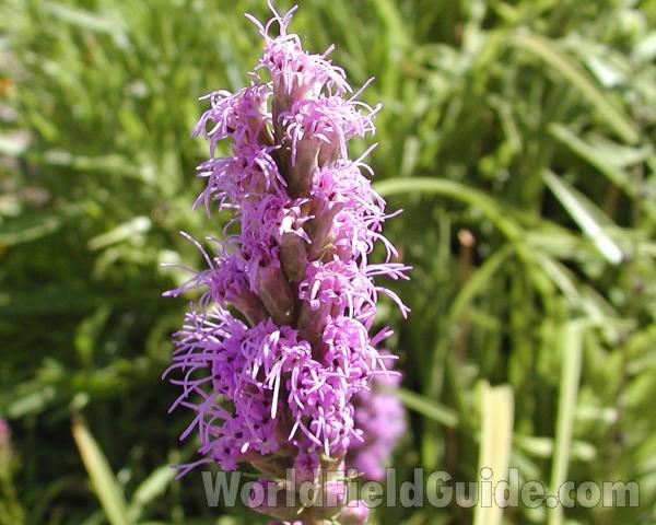 Flowers<br>(Location of Picture: Garden, Okanogan, Washington, USA)
