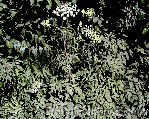 Top Of Plant<br>(Location of Picture: Cascade Mountains, Washington, USA)