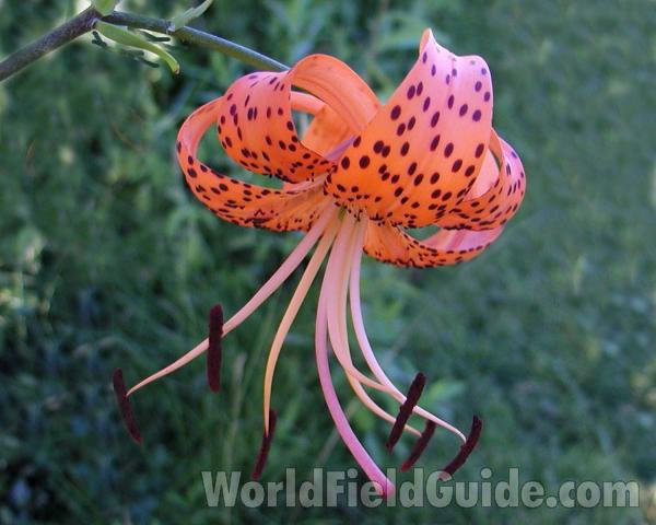 Flower<br>(Location of Picture: Conconully, Washington, USA)