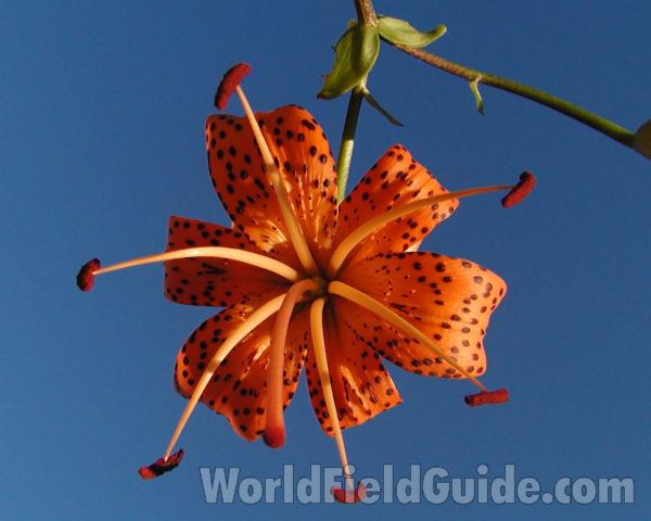 Flower - Front View<br>(Location of Picture: Conconully, Washington, USA)