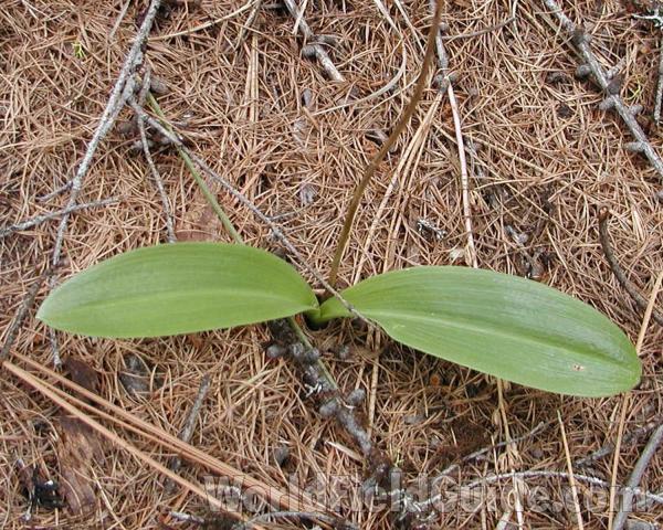 Leaves<br>(Location of Picture: Conconully, Washington, USA)