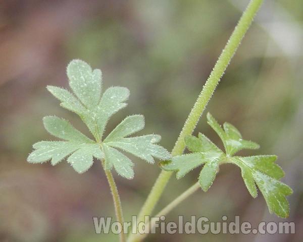 Leaves<br>(Location of Picture: Okanogan, Washington, USA)