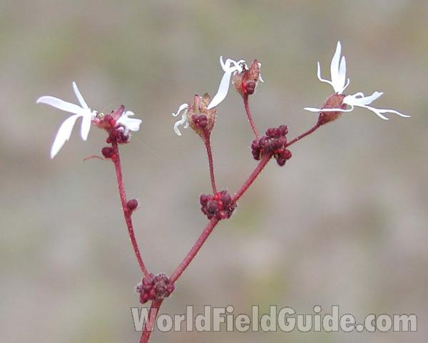 Flowers and Stem<br>(Location of Picture: Okanogan, Washington, USA)