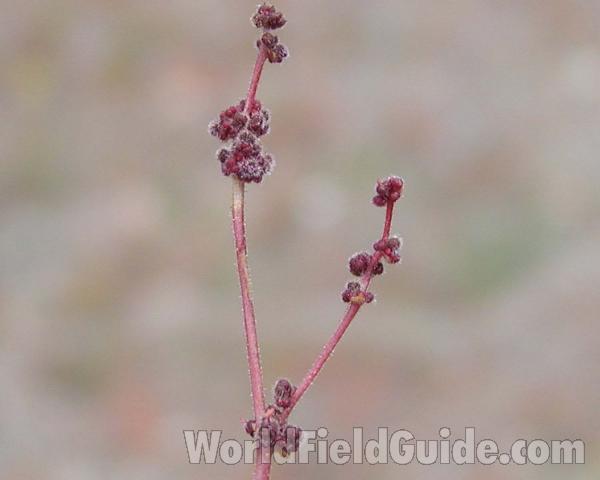 Seeds<br>(Location of Picture: Okanogan, Washington, USA)