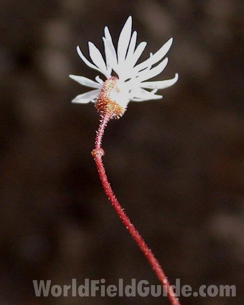 Flower - Back View<br>(Location of Picture: Okanogan, Washington, USA)