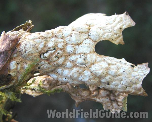 Underside<br>(Location of Picture: Cascade Mountains, Washington, USA)