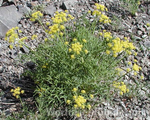 Habitat<br>(Location of Picture: Cascades Mountains, Washington, USA)