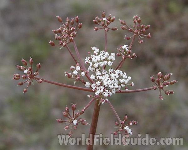Umbel<br>(Location of Picture: Spokane, Washington, USA)