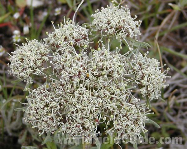 Umbel<br>(Location of Picture: Okanogan, Washington, USA)