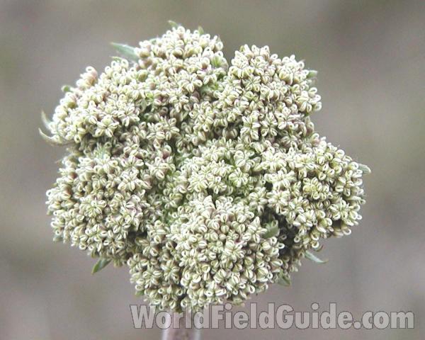 Umbel - View #2<br>(Location of Picture: Okanogan, Washington, USA)