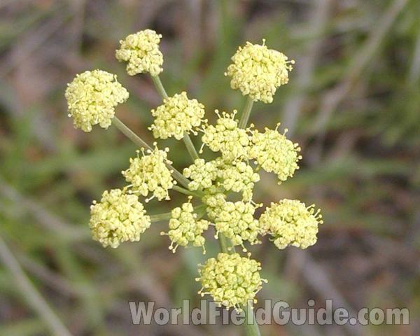 Flowers<br>(Location of Picture: Okanogan, Washington, USA)