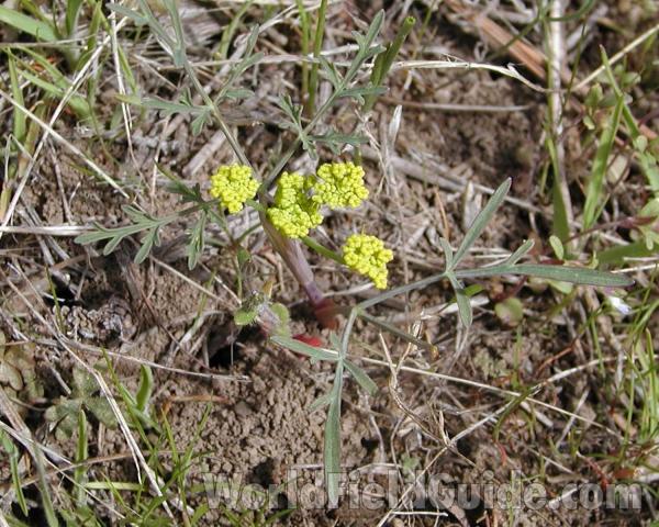 Habitat View #2<br>(Location of Picture: Okanogan, Washington, USA)
