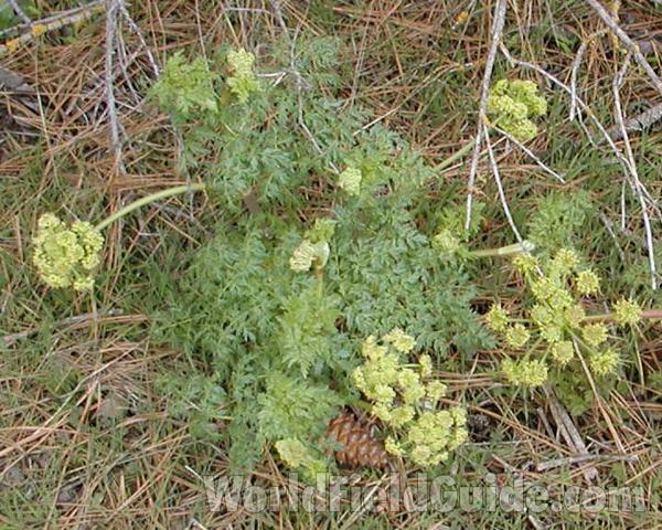 Habitat<br>(Location of Picture: Washington, USA)