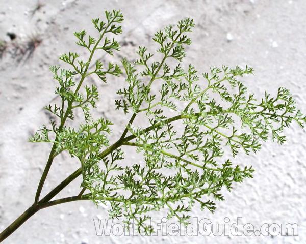 Leaves<br>(Location of Picture: Washington, USA)