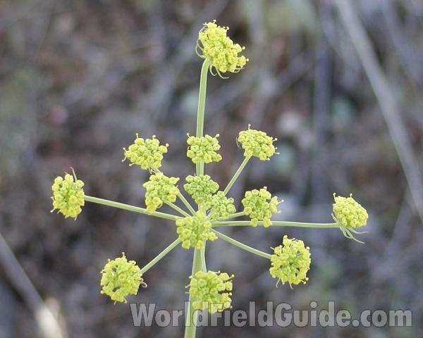 Umbel - Close View<br>(Location of Picture: Washington, USA)