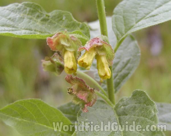 Flowers<br>(Location of Picture: Cascade Mountains, Washington, USA)