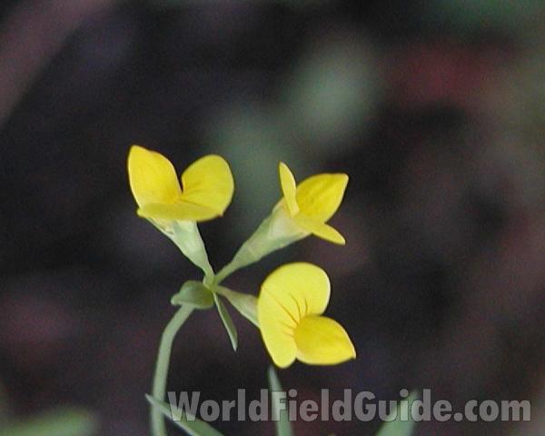 Flowers<br>(Location of Picture: Wannacut, Washington, USA)