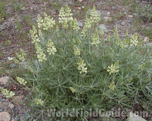 Habitat<br>(Location of Picture: Okanogan, Washington, USA)