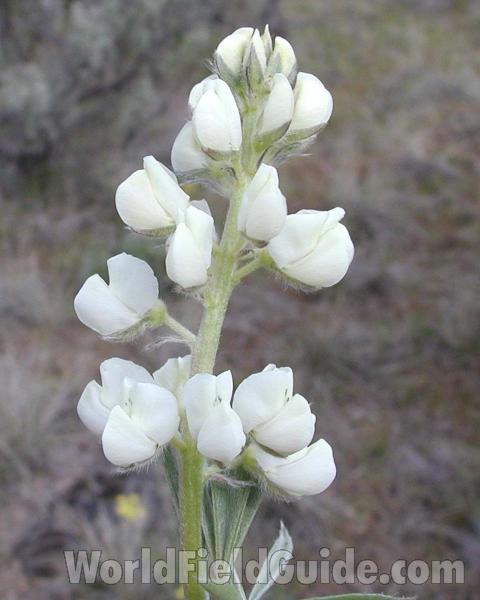 Flower Raceme<br>(Location of Picture: Nespelem, Washington, USA)