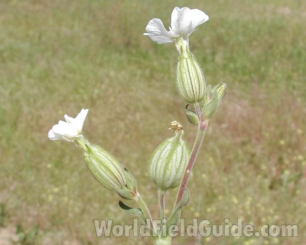 Flower - Side View<br>(Location of Picture: Okanogan, Washington, USA)