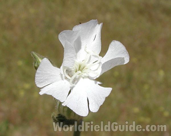 Flower - Side View<br>(Location of Picture: Okanogan, Washington, USA)<br>(Location of Picture: Okanogan, Washington, USA)