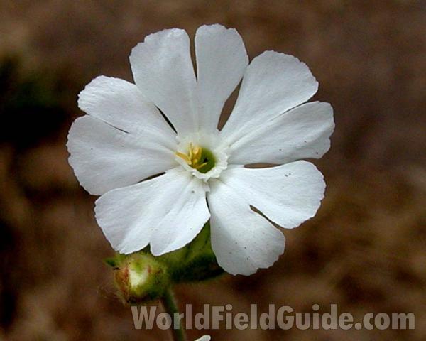 Flower<br>(Location of Picture: Okanogan, Washington, USA)