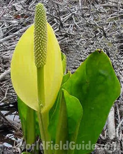 Silhouette<br>(Location of Picture: Cascade Mountains, Washington, USA)