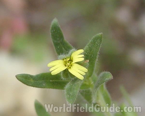 Top Of Plant<br>(Location of Picture: Okanogan, Washington, USA)